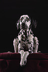 Dalmatian