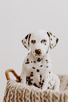 Dalmatian Puppy