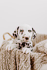 Dalmatian Puppy