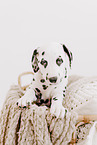 Dalmatian Puppy