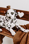 Dalmatian Puppy
