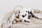 Dalmatian Puppy