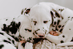 Dalmatian Puppies