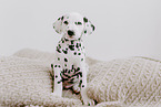 Dalmatian Puppy