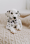 Dalmatian Puppy