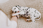 Dalmatian Puppy