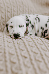 Dalmatian Puppy