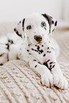 Dalmatian Puppies