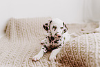 Dalmatian Puppy