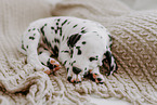 Dalmatian Puppy