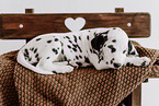 Dalmatian Puppy