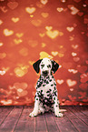 Dalmatian Puppy