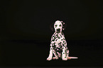 Dalmatian Puppy