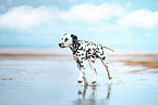 Dalmatian