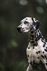 Dalmatian