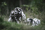 Dalmatians