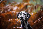 Dalmatian