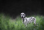 Dalmatian