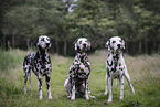 Dalmatians