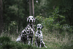 Dalmatians