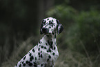 Dalmatian