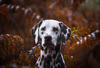 Dalmatian