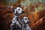 Dalmatians