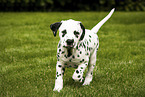 Dalmatian Puppy