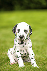 Dalmatian Puppy