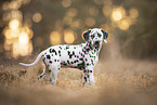 Dalmatian Puppy