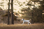 Dalmatian Puppy