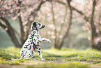 Dalmatian Puppy