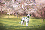 Dalmatian Puppy