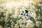 Dalmatian Puppy