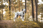 Dalmatian