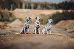 Dalmatians