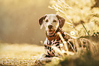 Dalmatian