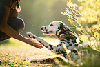 Dalmatian
