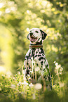 Dalmatian
