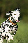 Dalmatian
