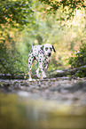 Dalmatian