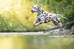 Dalmatian