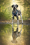 Dalmatian