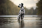 Dalmatian