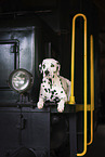 Dalmatian