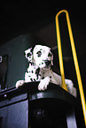 Dalmatian