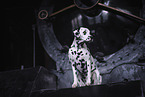 Dalmatian