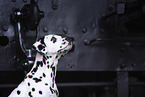Dalmatian