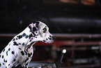 Dalmatian