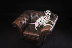 Dalmatian
